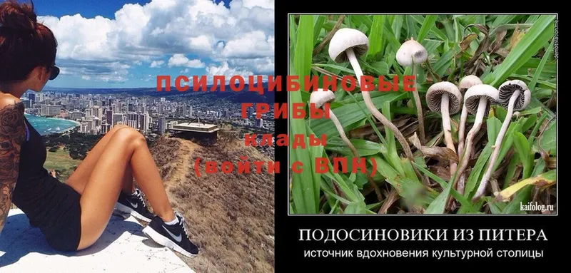 Псилоцибиновые грибы Psilocybine cubensis  Гурьевск 